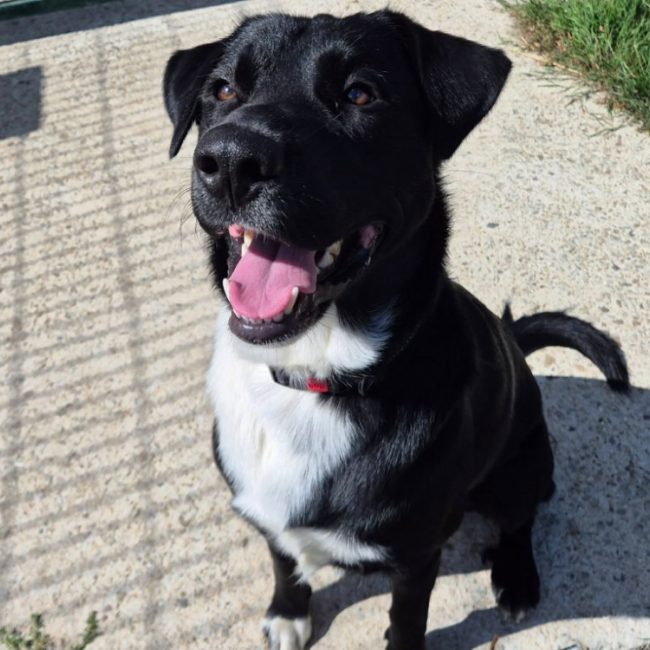 Aiko - Chien à adopter