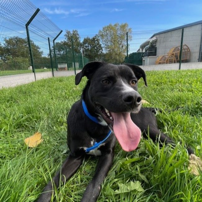 Udy - Chien à adopter