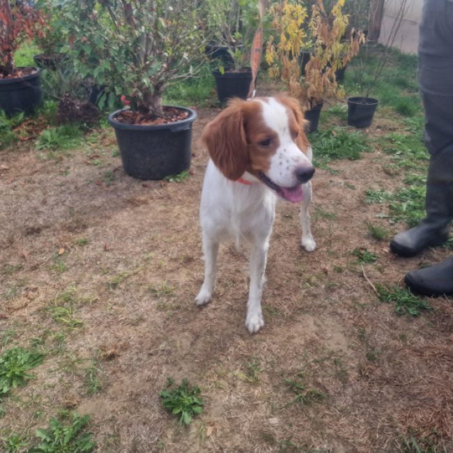 Marley - Chien Epagneul Breton à adopter