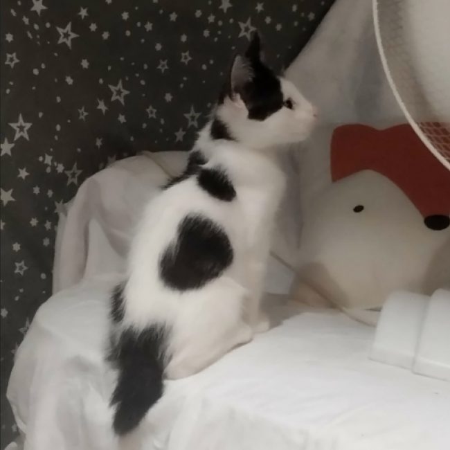 Bianco