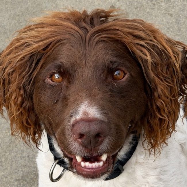 Joke - Chien English-Springer-Spaniel à adopter