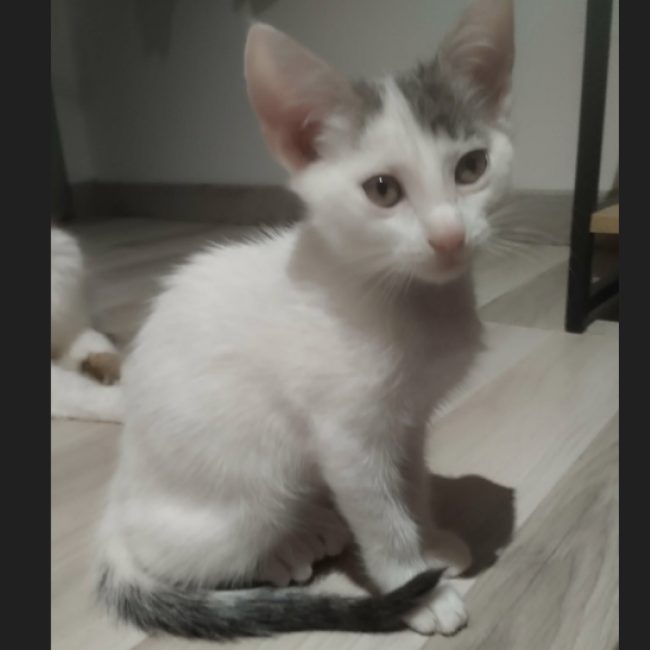 Benie