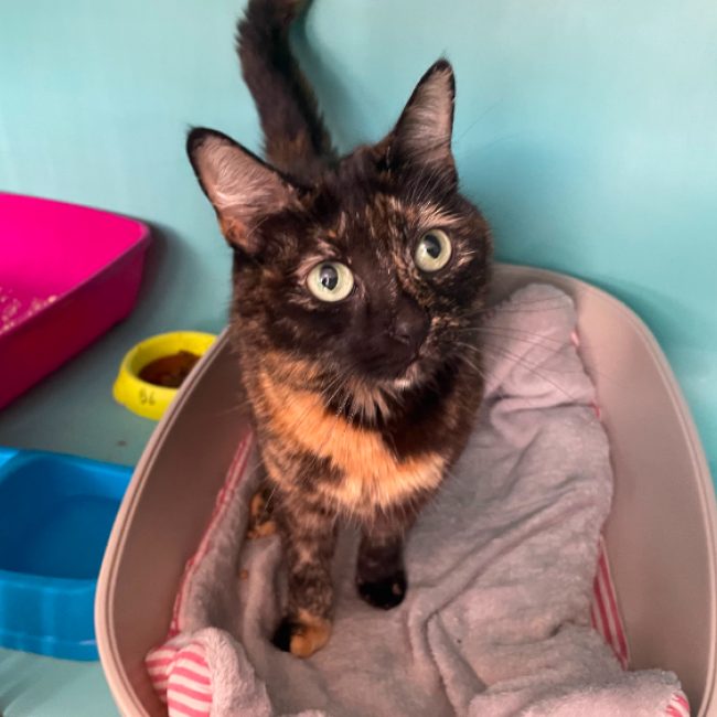 Bakhel dit mimine - Chat Européen à adopter