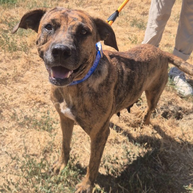 Gigi - Chien à adopter