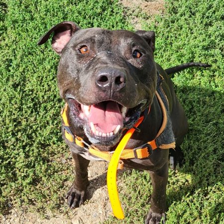 Cacao - Chien à adopter