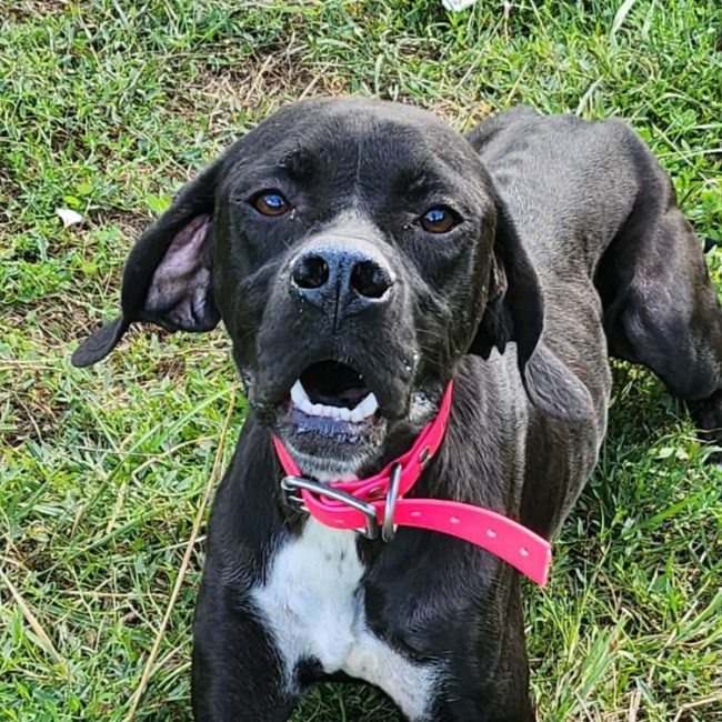 Azimut - Chien Pointer Anglais à adopter