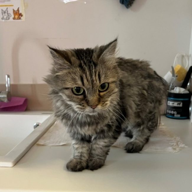 Emeraude - Chat Européen à adopter