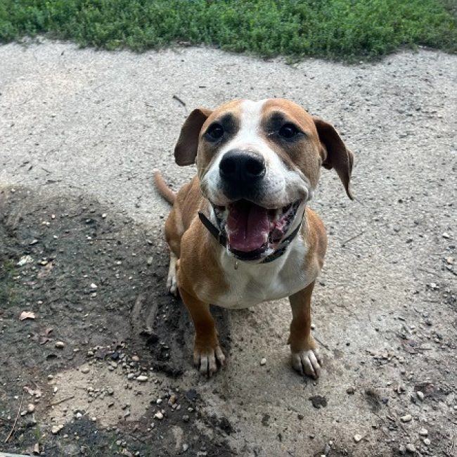 Gumbo - Chien Bouledogue Américain à adopter