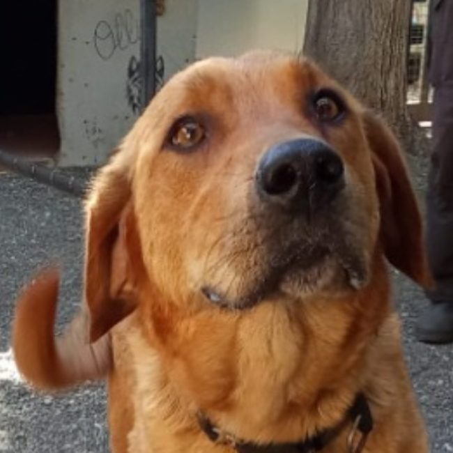Panama - Chien à adopter