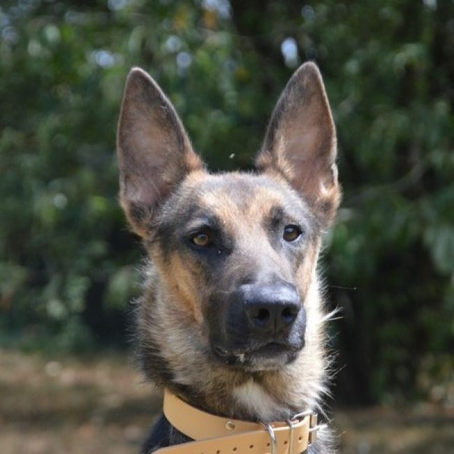 Loki - Chien à adopter