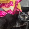 Miaougarita