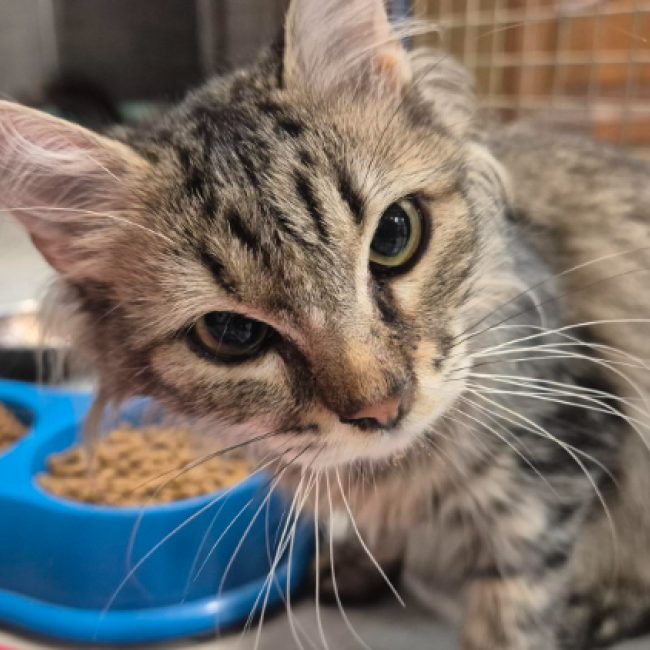 Visenya - Chat Européen à adopter