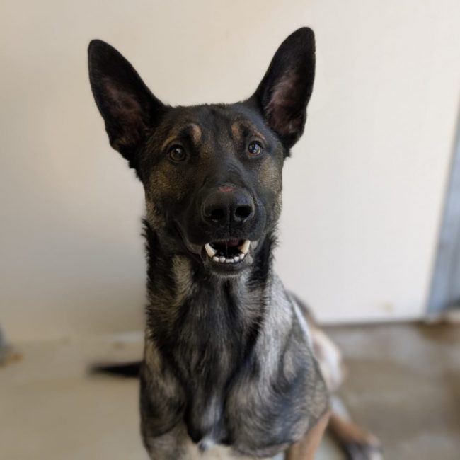 Patchy - Chien Berger Belge Malinois à adopter