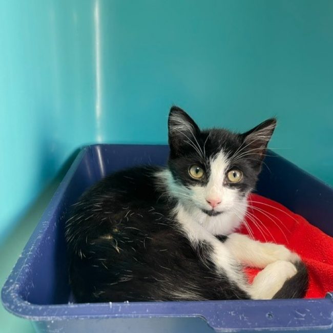 Virgule - Chat Européen à adopter