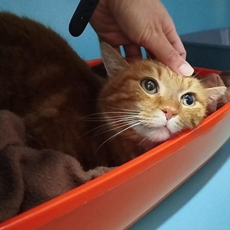 Caramel - Chat Européen à adopter
