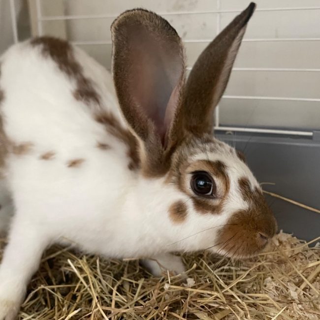 Carotte - Rongeur Lapin à adopter