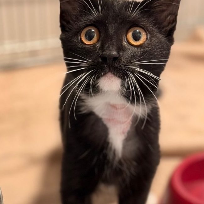 Zaia - Chat Européen à adopter