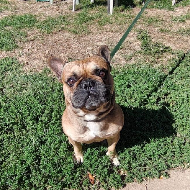 Tango - Chien Bouledogue Français à adopter