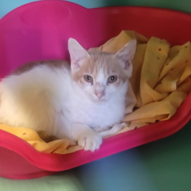 Mars - Chat Européen à adopter