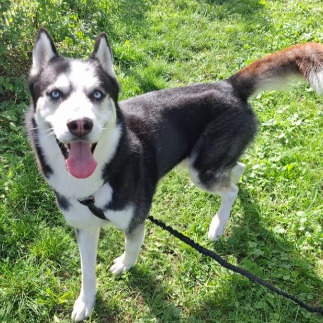 Thanos - Chien Husky Sibérien à adopter