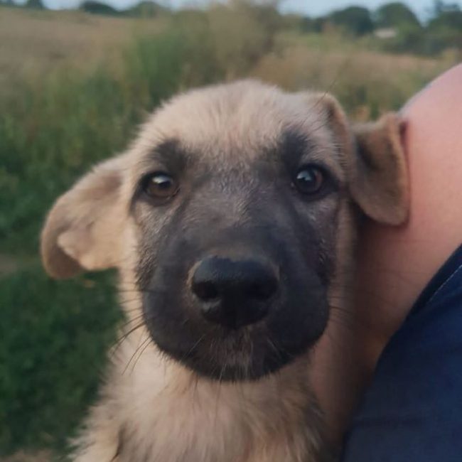 Velveth - Chien à adopter