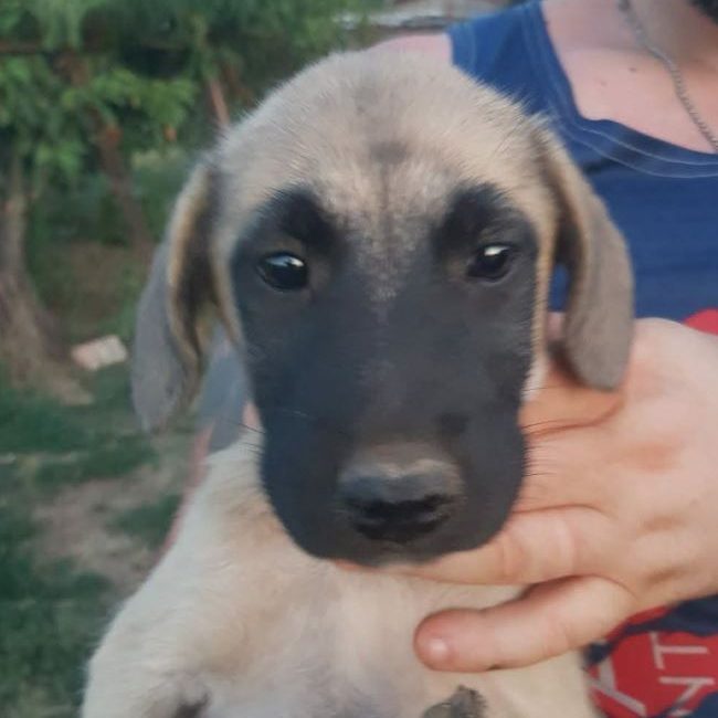 Vick - Chien à adopter