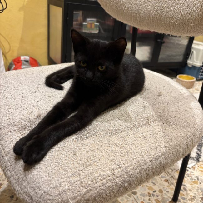 Brigitte - Chat Européen à adopter