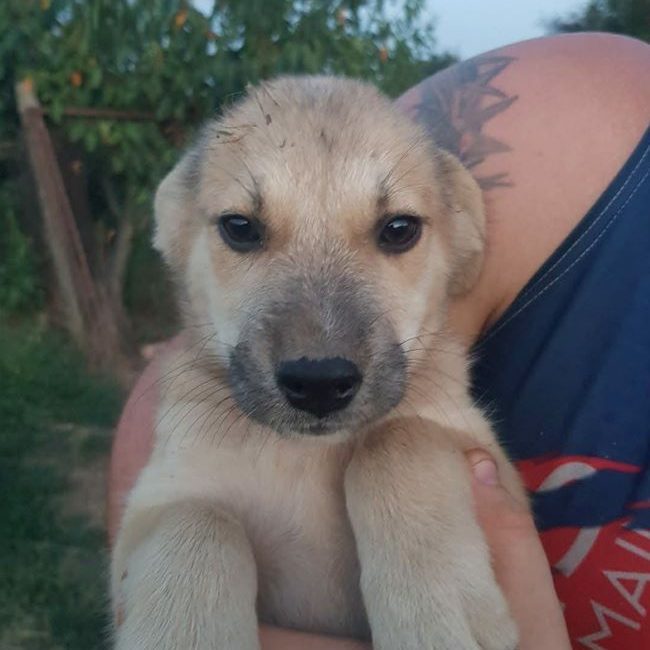 Vily - Chien à adopter