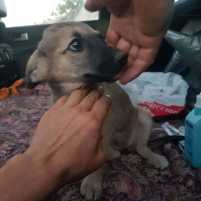 Volga - Chien à adopter