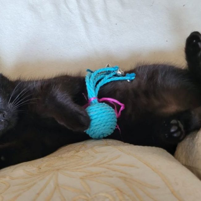 MIOU - Chat Européen à adopter