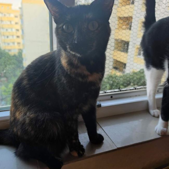 Trixie - Chat à adopter