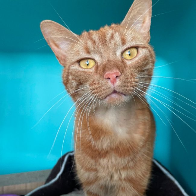 Cookie - Chat Européen à adopter