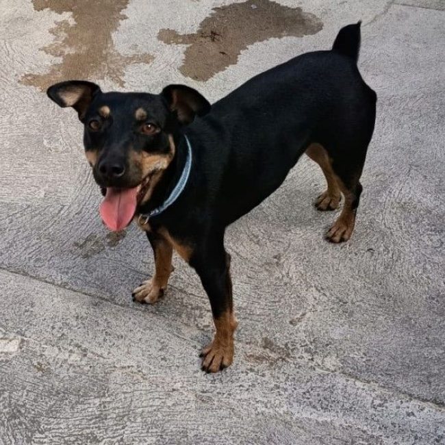 GALLETA - Chien à adopter