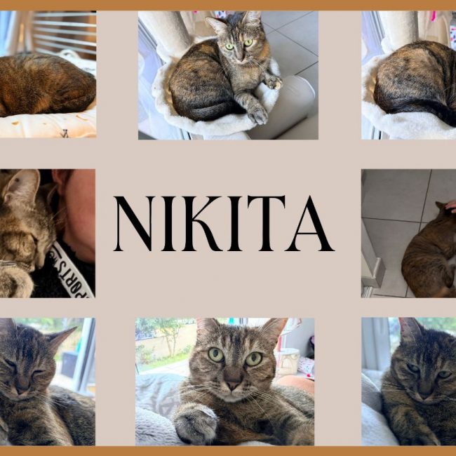 NIKITA - Chat Européen à adopter