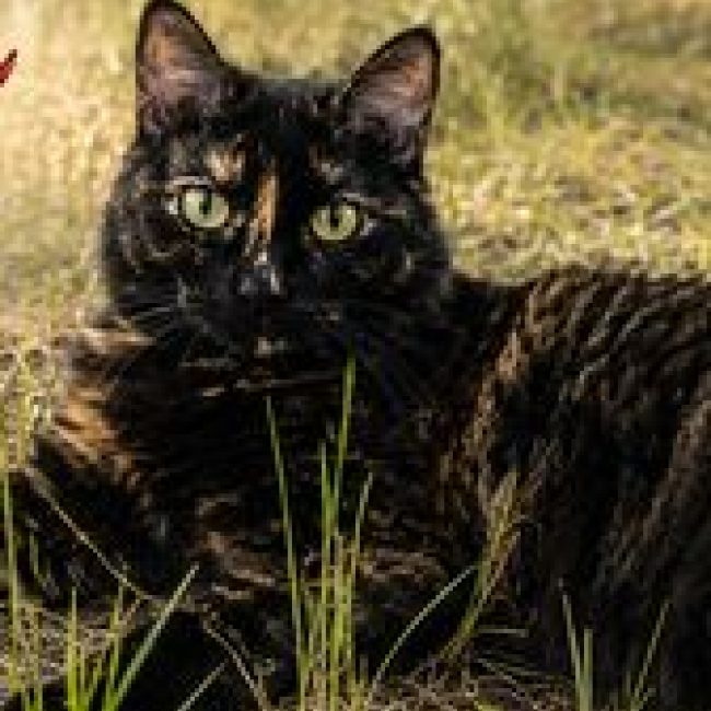 Ondine - Chat à adopter