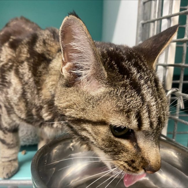 Orka - Chat Européen à adopter