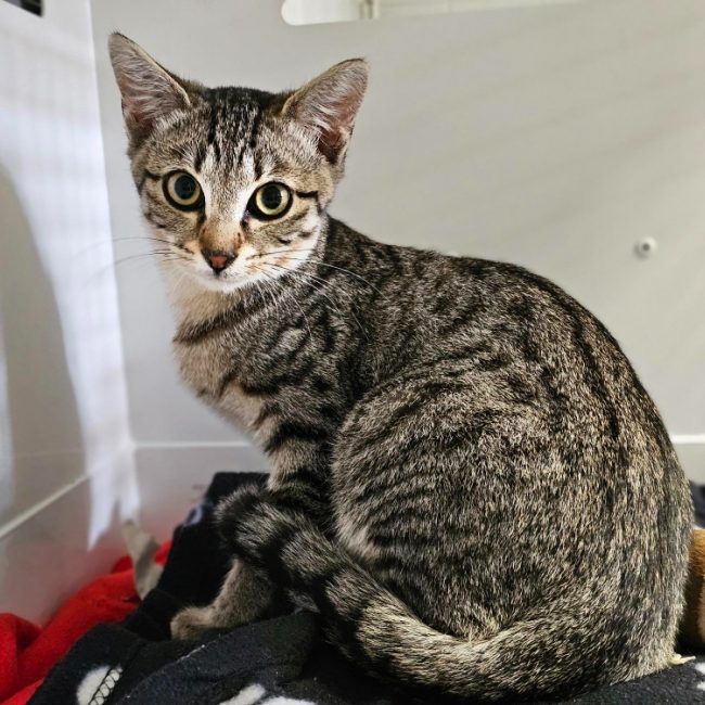 Simon - Chat Européen à adopter