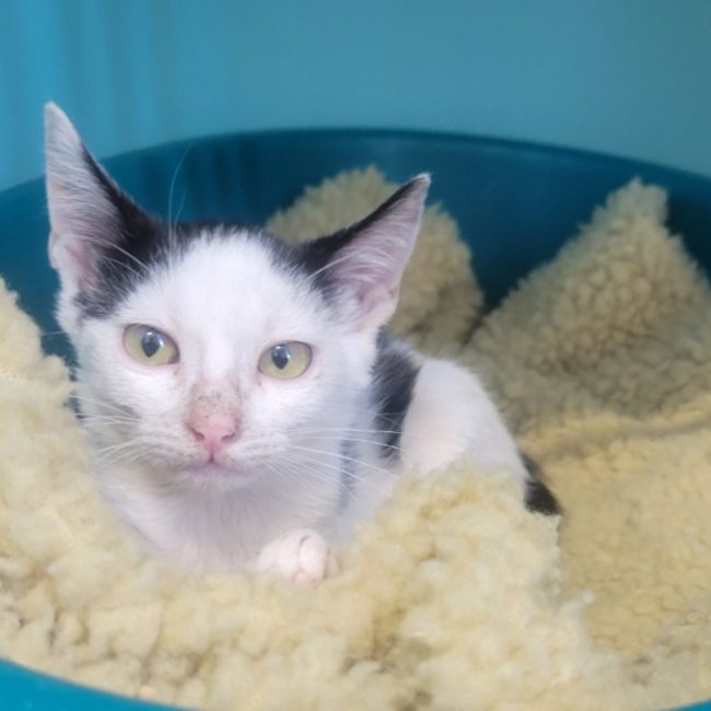 Nini - Chat Européen à adopter