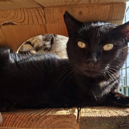 Bogota - Chat Européen à adopter