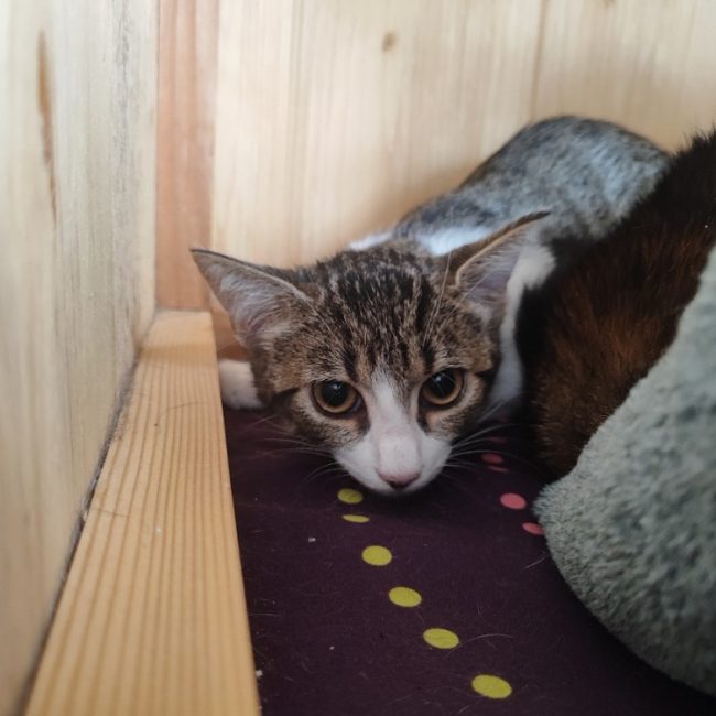 Ginny - Chat Européen à adopter