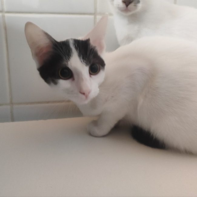 Hermione - Chat Européen à adopter