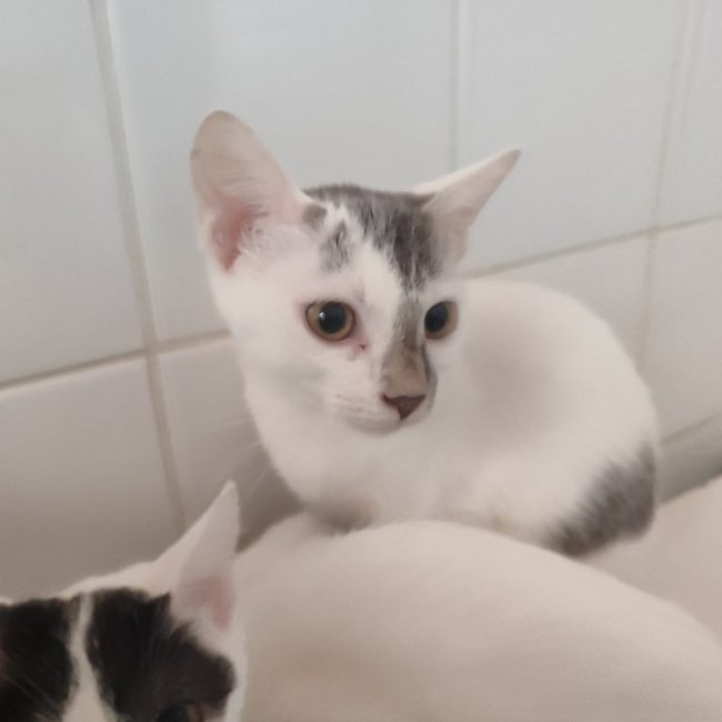 Lily - Chat Européen à adopter