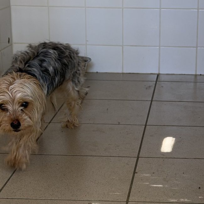 Goliath - Chien Yorkshire Terrier à adopter