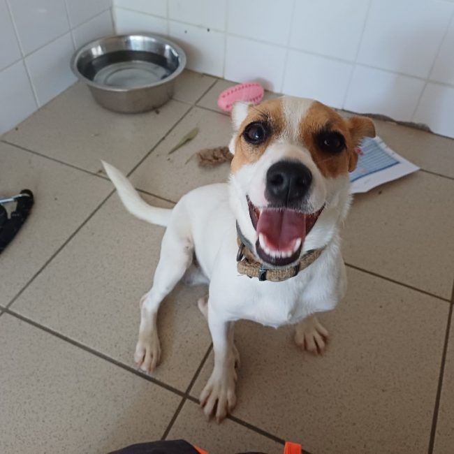 Jack - Chien à adopter