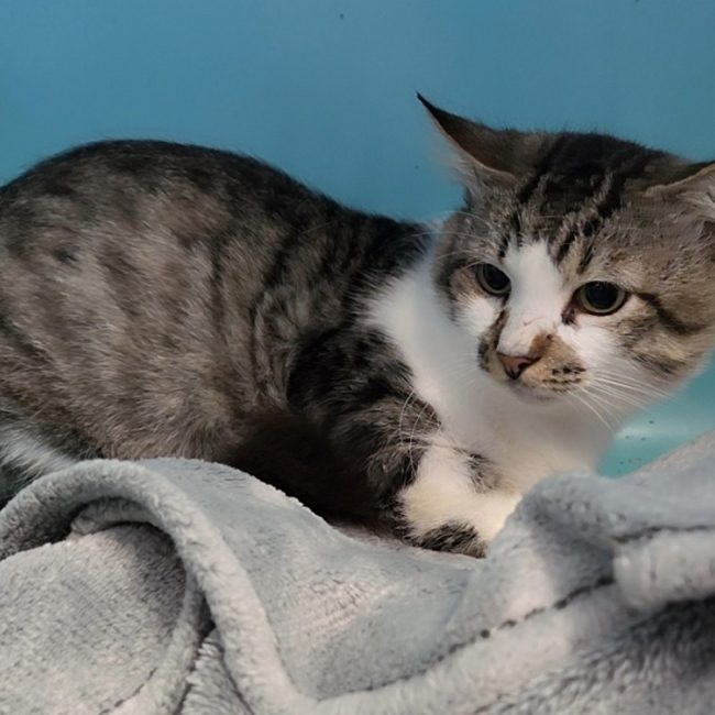 Rodrigue - Chat Européen à adopter