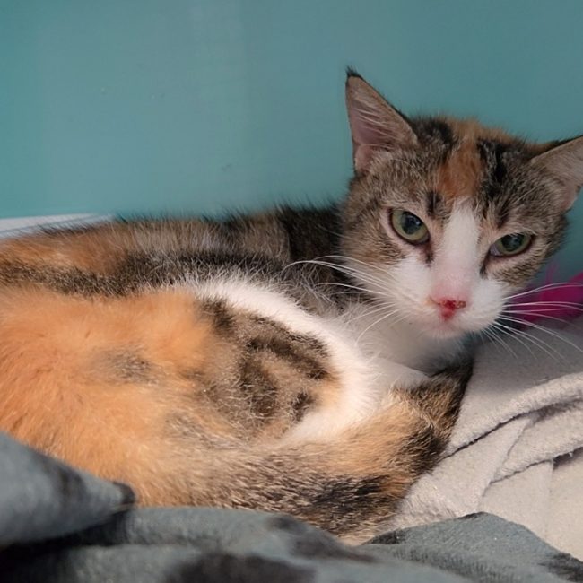Serena - Chat Européen à adopter