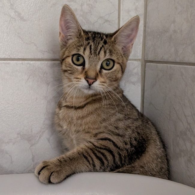 Cheese - Chat Européen à adopter