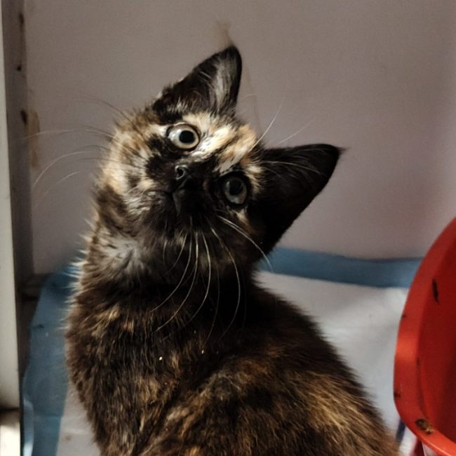 CacahuÈte - Chat Européen à adopter