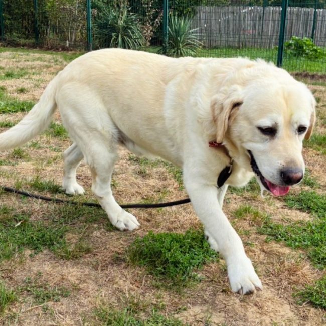 Nouki - Chien à adopter