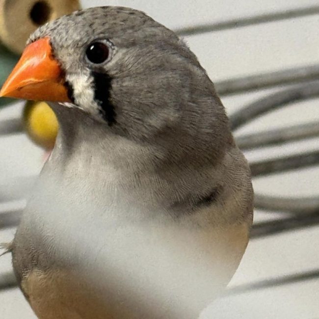 AltaÎr - Oiseau à adopter